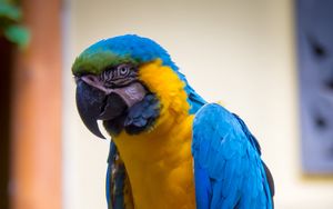 Preview wallpaper macaw, parrot, bird, feathers, bright