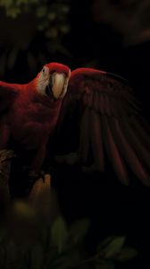 Preview wallpaper macaw, parrot, bird, colorful, dark