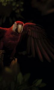 Preview wallpaper macaw, parrot, bird, colorful, dark