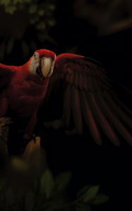 Preview wallpaper macaw, parrot, bird, colorful, dark