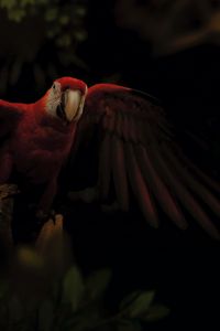 Preview wallpaper macaw, parrot, bird, colorful, dark