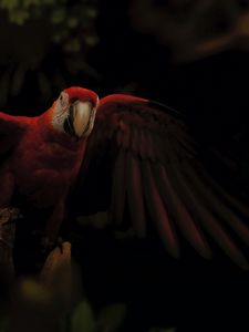 Preview wallpaper macaw, parrot, bird, colorful, dark