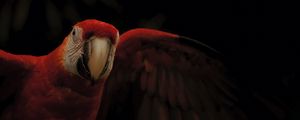 Preview wallpaper macaw, parrot, bird, colorful, dark