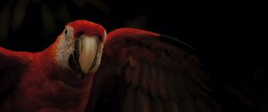 Preview wallpaper macaw, parrot, bird, colorful, dark