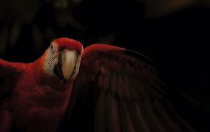 Preview wallpaper macaw, parrot, bird, colorful, dark