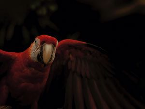 Preview wallpaper macaw, parrot, bird, colorful, dark