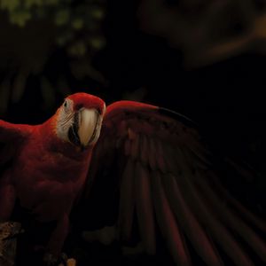 Preview wallpaper macaw, parrot, bird, colorful, dark