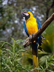 Preview wallpaper macaw, parrot, bird, tail, bright