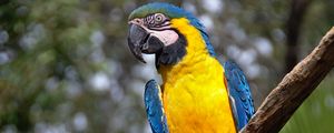 Preview wallpaper macaw, parrot, bird, tail, bright