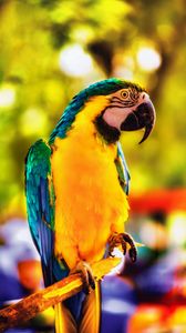 Preview wallpaper macaw, parrot, bird, bright, branch