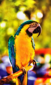 Preview wallpaper macaw, parrot, bird, bright, branch