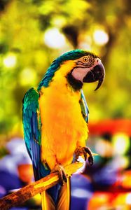 Preview wallpaper macaw, parrot, bird, bright, branch