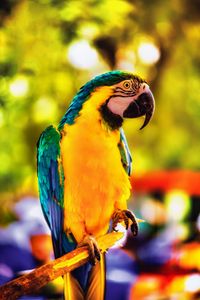 Preview wallpaper macaw, parrot, bird, bright, branch