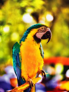 Preview wallpaper macaw, parrot, bird, bright, branch