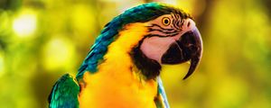 Preview wallpaper macaw, parrot, bird, bright, branch