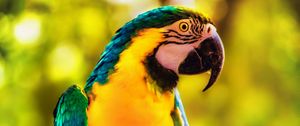 Preview wallpaper macaw, parrot, bird, bright, branch