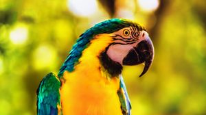 Preview wallpaper macaw, parrot, bird, bright, branch