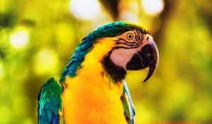 Preview wallpaper macaw, parrot, bird, bright, branch