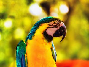 Preview wallpaper macaw, parrot, bird, bright, branch