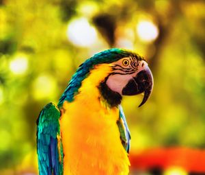 Preview wallpaper macaw, parrot, bird, bright, branch