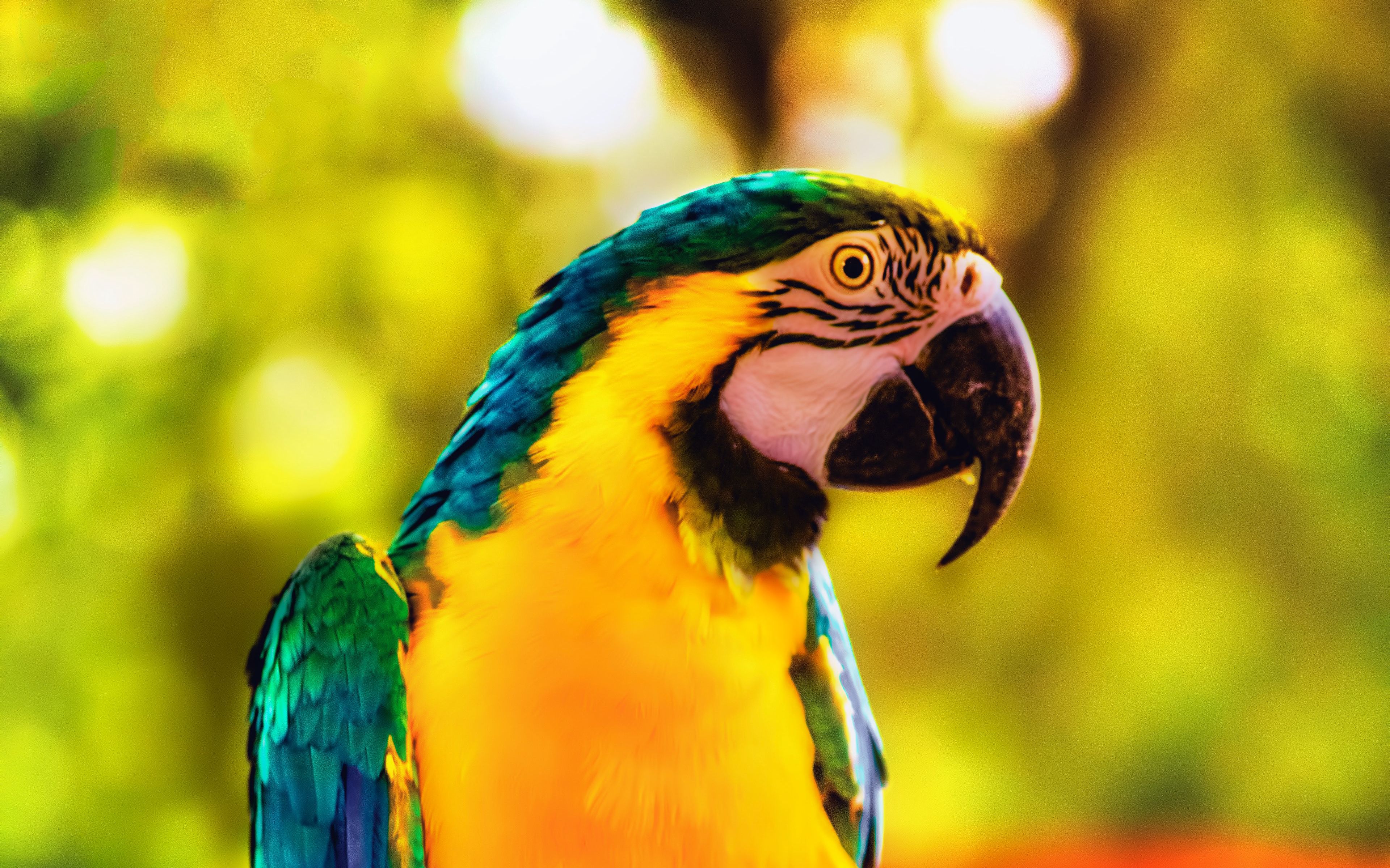 Download wallpaper 3840x2400 macaw, parrot, bird, bright, branch 4k ultra hd  16:10 hd background
