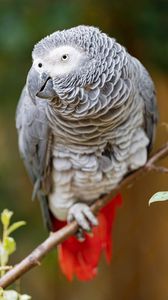 Preview wallpaper macaw, parrot, bird, glance, branch