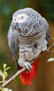 Preview wallpaper macaw, parrot, bird, glance, branch