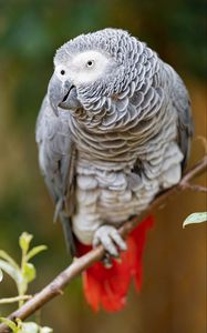 Preview wallpaper macaw, parrot, bird, glance, branch