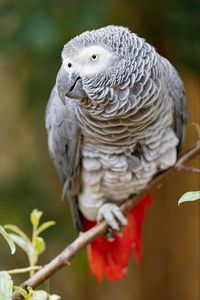 Preview wallpaper macaw, parrot, bird, glance, branch