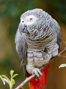 Preview wallpaper macaw, parrot, bird, glance, branch