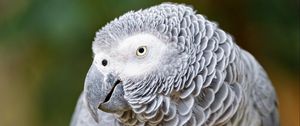 Preview wallpaper macaw, parrot, bird, glance, branch