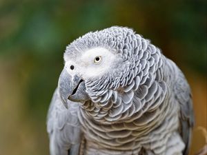 Preview wallpaper macaw, parrot, bird, glance, branch