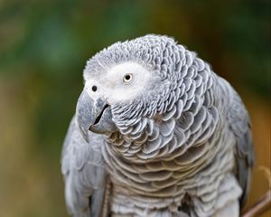 Preview wallpaper macaw, parrot, bird, glance, branch