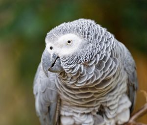 Preview wallpaper macaw, parrot, bird, glance, branch