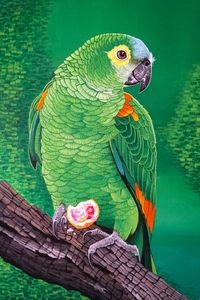 Preview wallpaper macaw, parrot, bird, bright, branch, art