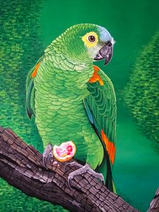 Preview wallpaper macaw, parrot, bird, bright, branch, art