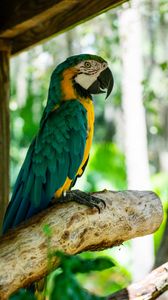 Preview wallpaper macaw, parrot, bird, profile, tree