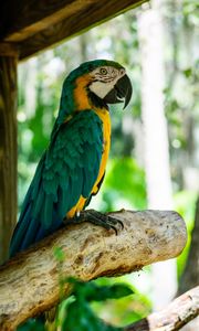 Preview wallpaper macaw, parrot, bird, profile, tree