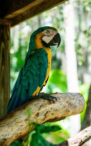 Preview wallpaper macaw, parrot, bird, profile, tree