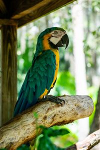 Preview wallpaper macaw, parrot, bird, profile, tree