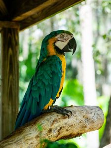 Preview wallpaper macaw, parrot, bird, profile, tree