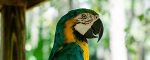 Preview wallpaper macaw, parrot, bird, profile, tree
