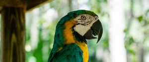 Preview wallpaper macaw, parrot, bird, profile, tree