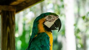 Preview wallpaper macaw, parrot, bird, profile, tree