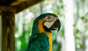 Preview wallpaper macaw, parrot, bird, profile, tree