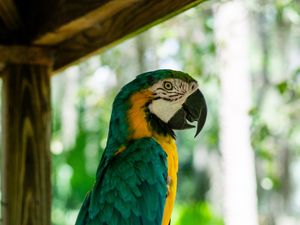 Preview wallpaper macaw, parrot, bird, profile, tree