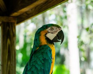 Preview wallpaper macaw, parrot, bird, profile, tree