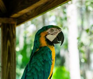 Preview wallpaper macaw, parrot, bird, profile, tree