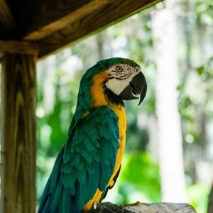 Preview wallpaper macaw, parrot, bird, profile, tree
