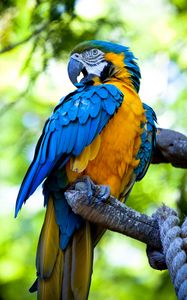 Preview wallpaper macaw, parrot, bird, bright, colorful
